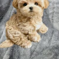 Seltene Koreanische Maltipoo Welpen Teddybären