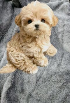 Seltene Koreanische Maltipoo Welpen Teddybären