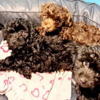 Bollipoo Welpen ( Toypudel+ Bolonka Zwetna) abgabebereit