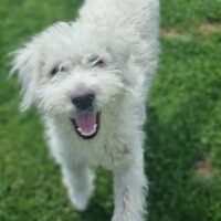 Zukhan, Rüde, Geb: Januar 2025, wird ca. 55 - 60 cm, kennt Katzen, Herdenschutzhund-Mix (mit VIDEOS)