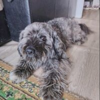 🆘DRINGEND Zuhause für Badi gesucht🆘ca. 3 Jahre / 35 cm / sehr lieb / mit VIDEOS