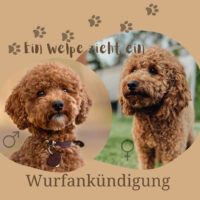 Wurfankündigung Zwergpudel aus erfahrener Zucht