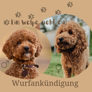 Wurfankündigung Zwergpudel aus erfahrener Zucht