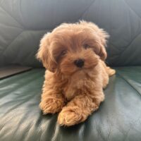 3 Jungs Maltipoo F1