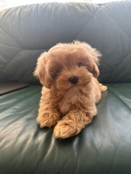 3 Jungs Maltipoo F1
