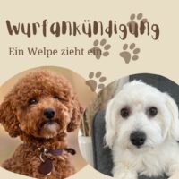 Havapoo aus erfahrener Zucht
