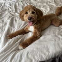 Maltipoo Deckrüde KEIN VERKAUF
