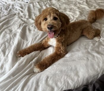 Maltipoo Deckrüde KEIN VERKAUF