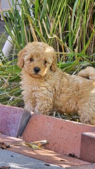 Maltipoo Welpen F1b