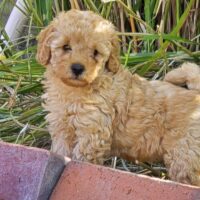 Maltipoo Welpen F1b