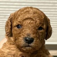 Zwergpudel Welpen in fawn ( red braun) von gesunden Eltern abzugeben