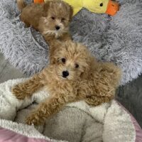 Maltipoo Welpen Pudel Malteser mix