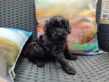Pudeldame Diana , Klein/Groß Pudel