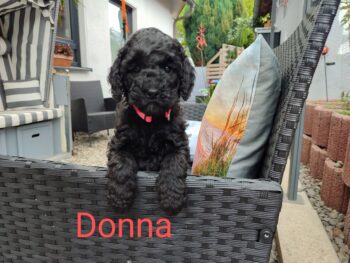 Kleine Königin Donna sucht noch ihr Schloss / Mittelpudel