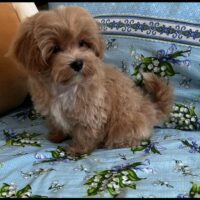 Maltipoo junge