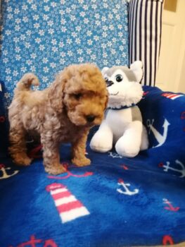 Miniaturansicht für das Anzeigenbild