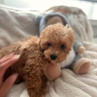 Maltipoo Welpen Pudel & Malteser mix