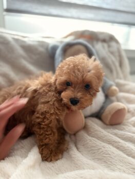 Maltipoo Welpen Pudel & Malteser mix