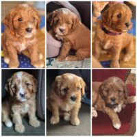 Cavapoo Welpen Rüden und Hündinnen