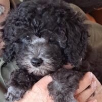 Toy-Pudelwelpe silber (grau )