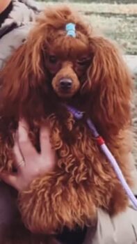 Toypufel Deckrüde falb (rot) 25 cm Schulterhöhe mit FCI Ahnentafel und ZTP. Kein Verkauf!!!!