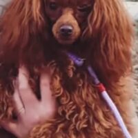 Toypufel Deckrüde falb (rot) 25 cm Schulterhöhe mit FCI Ahnentafel und ZTP. Kein Verkauf!!!!