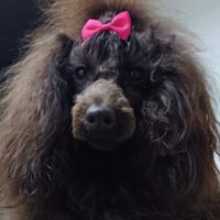 Erfahrener Zwergpudel Deckrüde Braun. Kein Verkauf!!!