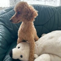 Toypudel