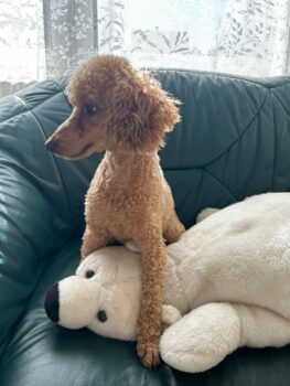 Toypudel