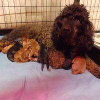 gesunde, rassereine Kleinpudelwelpen