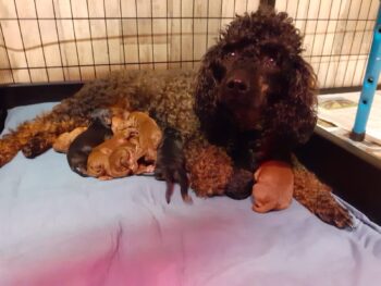 gesunde, rassereine Kleinpudelwelpen