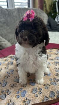 Harlekin Zwergpudelhündin mit Ahnentafel