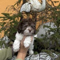 Bollipoo Welpen (Bolonka mit Pudel)