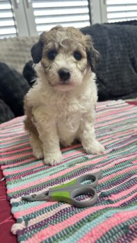 Miniaturansicht für das Anzeigenbild