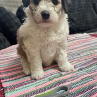 Bichonpoo Welpen mit Ahnentafel (Bichon Frise mit Pudel)