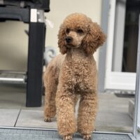 Deckrüde Kleinpudel im oberen Maß, fawn (aprikot)