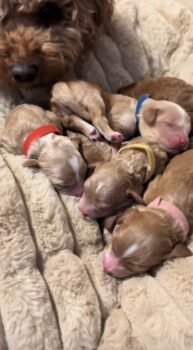 Maltipoo-Welpen ab Dezember abgabebereit, 3 Jungs & 3 Mädchen
