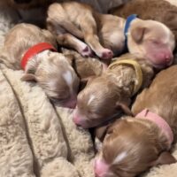 Maltipoo-Welpen ab Dezember abgabebereit, 3 Jungs & 3 Mädchen