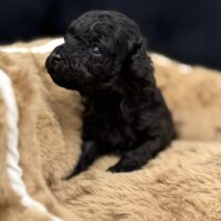 Reinrassige Toypudel in Lack schwarz mit At