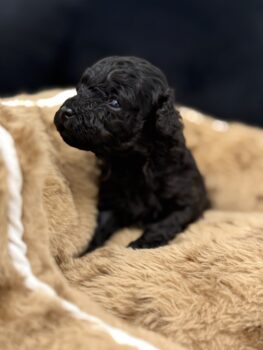 Reinrassige Toypudel in Lack schwarz mit At