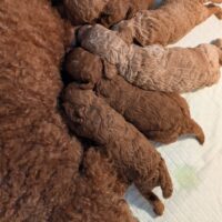 Kleinpudel Welpen in fawn