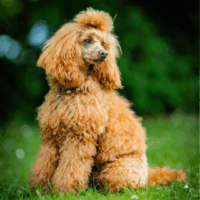 Deckrüde Pudel rot, vererbt auch loh/tan, Laboklin getestet, Intern. Champion, BEST OF SHOW, etc.