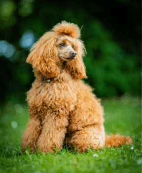 Deckrüde Pudel rot, vererbt auch loh/tan, Laboklin getestet, Intern. Champion, BEST OF SHOW, etc.