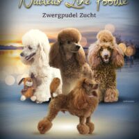 zwergpudel welpen