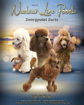 zwergpudel welpen