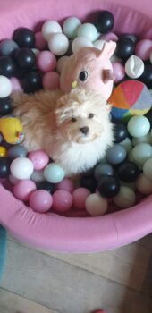 Havapoo Welpen (Havaneser x Zwergpudel) wie Maltipoo