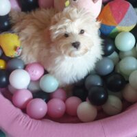 Havapoo Welpen (Havaneser x Zwergpudel) wie Maltipoo