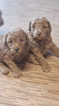 Zwerg/Toypudel Welpen