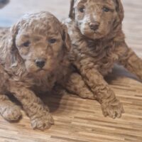 Zwerg/Toypudel Welpen