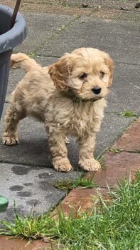 Cockapoo Cockerpoo Welpen Rüden